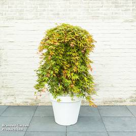 Acer palmatum Cascade Ruby