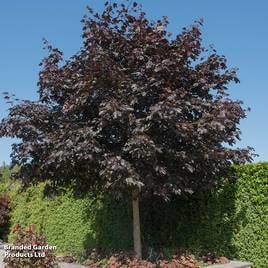 Acer platanoides Crimson King (Mature Tree)
