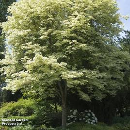 Acer platanoides Drummondii (Mature Tree)