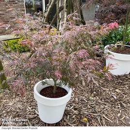 Acer palmatum Extravaganza