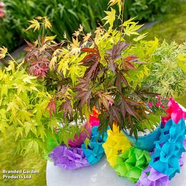Acer palmatum Festival
