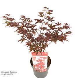 Acer palmatum Fireglow