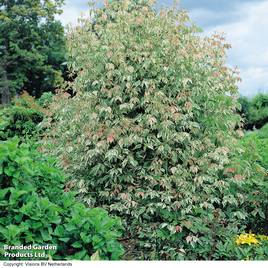 Acer negundo Flamingo (Mature Tree)