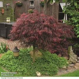 Acer palmatum Inaba-Shidare