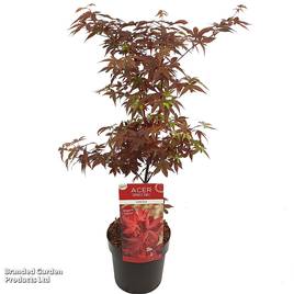 Acer palmatum Little Red