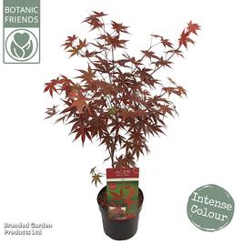 Acer palmatum Livy