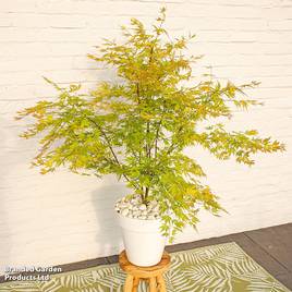 Acer palmatum Orange Lace