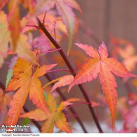 Acer palmatum Osakazuki Seedling