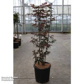 Acer palmatum Red Emperor