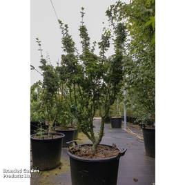Acer palmatum Shishigashira