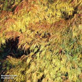 Acer palmatum Seiryu