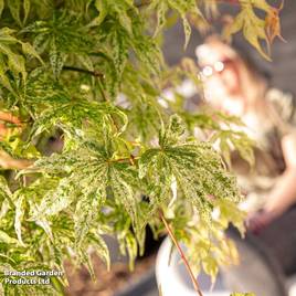 Acer palmatum Ukigumo