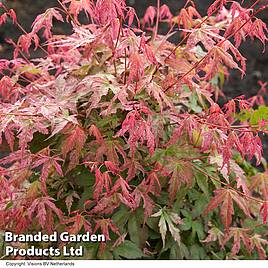 Acer palmatum Phoenix