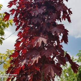 Acer platanoides Crimson Sentry (Mature Tree)