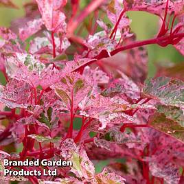 Acer conspicuum Red Flamingo