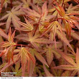Acer palmatum Redwine