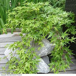 Acer palmatum Ryusen