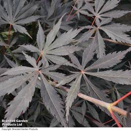 Acer palmatum Sumi-nagashi