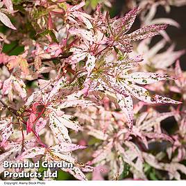 Acer palmatum Ukigumo