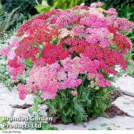 Achillea millefolium Summer Pastels