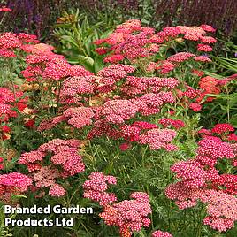 Achillea millefolium Cerise Queen