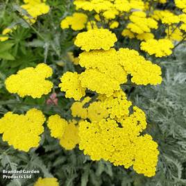 Achillea Moonshine