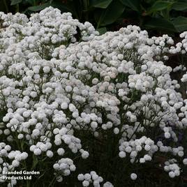 Achillea ptarmica Peter Cottontail