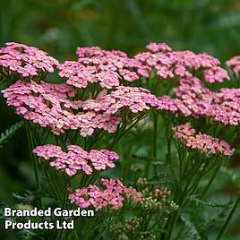 Achillea millefolium Pink Grapefruit (Tutti Frutti Series)