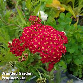 Achillea Fanal (The Beacon)