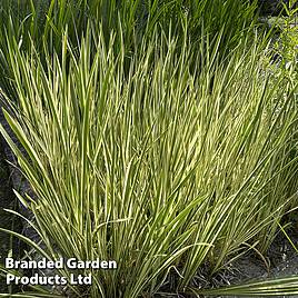 Acorus gramineus Argenteostriatus (Marginal Aquatic/Bog Garden)