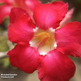 Adenium obesum Red