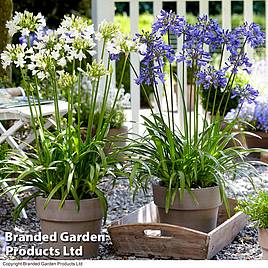 Agapanthus Blue & White Potted Collection