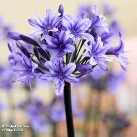 Agapanthus Black Arrow