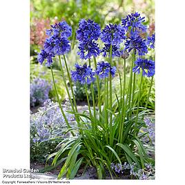 Agapanthus Blue Thunder