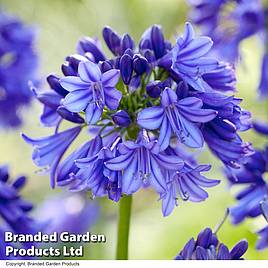 Agapanthus Queen Of The Ocean