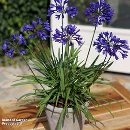 Agapanthus Brilliant Blue