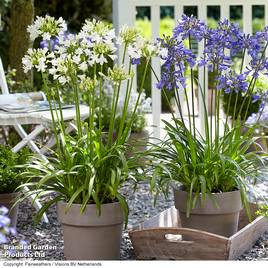 Agapanthus Ever Duo
