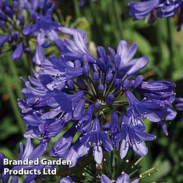 Agapanthus Ever Sapphire