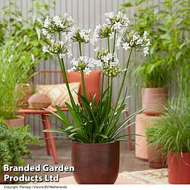 Agapanthus Ever Sparkle