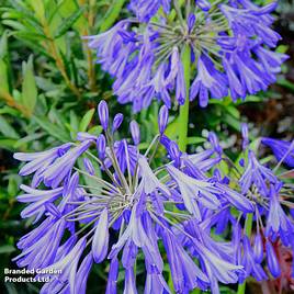 Agapanthus africanus His Majesty