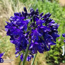Agapanthus Midnight Sky