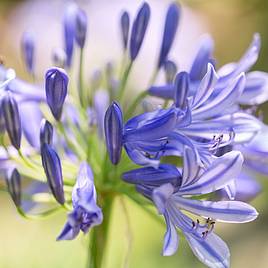 Agapanthus africanus Pitchoune Blue