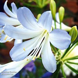 Agapanthus africanus Silver Baby