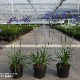 Agapanthus umbellatus Winter Storm