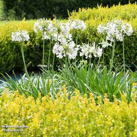 Agapanthus Willys White