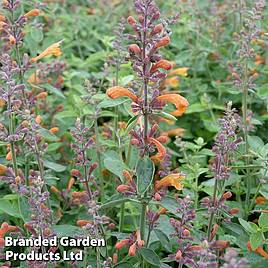 Agastache aurantiaca Apricot Sprite