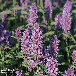 Agastache Beelicious Purple