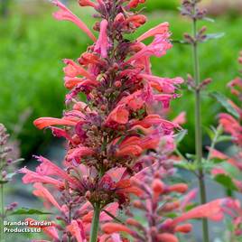 Agastache Kudos Coral