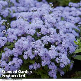 Ageratum houstonianum Blue Danube
