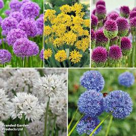 Allium World Collection